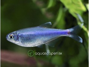 Tetra Fredcochuova (modrá) – Boehlkea Fredcochui