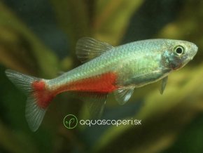 Tetra Rathbunova – Aphyocharax rathbuni