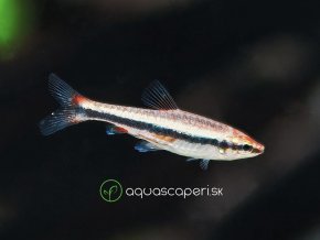 Drobnoústka Pruhovaná – Nannostomus Beckfordi