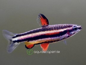 Drobnoústka Trpasličia – Nannostomus marginatus