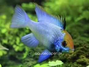 Ramirezka Modrá – Papiliochromis ramirezi / electric blue