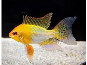 Ramirezka Zlatá – Papiliochromis ramirezi / gold