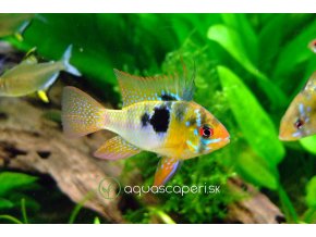 butterfly cichlid 385393 1280
