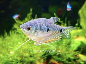 Gurama modrá – Trichopodus trichopterus sumatranus
