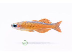 Emerald Dwarf Rasbora v plave