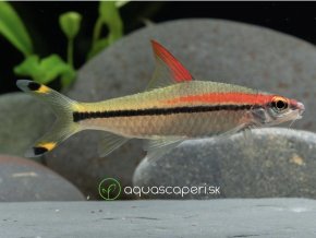 Mrenka Denisonova – Sahyadria Denisonii