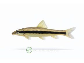 Siamese Algae Eater na bielom pozadí