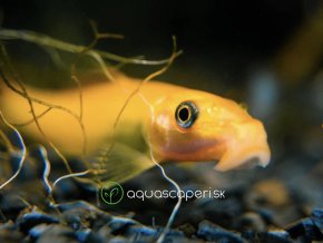 Prísavka Thajská zlatá – Gyrinocheilus aymonieri gold