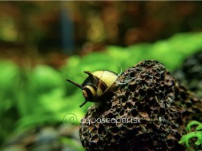 Slimák Clithon – Thorn ZEBRA