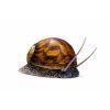 Tiger Nerite slimák v detaili