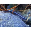 Hlaváč Smaragdový / Stiphodon sp. undio blue