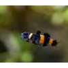 bumblebee fish 7793718 1280