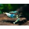 Kreveta - Caridina Taiwan Bee BLUE BOLT