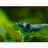 Kreveta - Caridina Taiwan Bee BLUE BOLT
