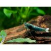 Kreveta - Caridina Taiwan Bee BLUE BOLT