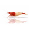 ChatGPT Image 16. 4. 2026, 10 37 10