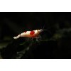 Kreveta – Caridina - Red Bee