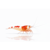 ChatGPT Image 16. 4. 2026, 10 35 03