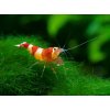 Kreveta – Caridina - Red Bee