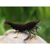 Neocaridina Davidi Choco