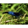 Neocaridina Davidi Blue Carbon Rili