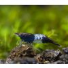 Neocaridina Davidi Blue Carbon Rili