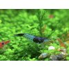 Neocaridina Davidi Blue Carbon Rili