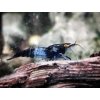 Neocaridina Davidi Blue Carbon Rili