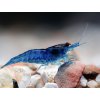 Neocaridina Davidi Blue (velvet)
