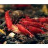 Neocaridina Davidi Bloody Mary Premium