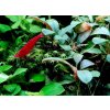 Neocaridina Davidi Bloody Mary Premium