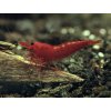 Neocaridina Davidi Bloody Mary Premium