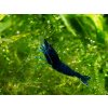 Neocaridina Davidi BLUE SAPPHIRE