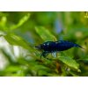 Neocaridina Davidi BLUE SAPPHIRE