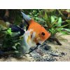 Skalár KOI - Pterophyllum scalare / koi