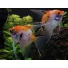 Skalár KOI - Pterophyllum scalare / koi