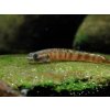 Hlaváč Goby -Stiphodon / rutilaureus