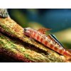 Hlaváč Goby -Stiphodon / rutilaureus