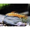 Hlaváč Goby -Stiphodon / rutilaureus