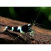 Kreveta - Caridina Bleck Panda