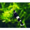 Kreveta - Caridina Bleck Panda