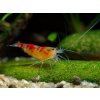 Kreveta - Golden Dragon/Red Calceo Orange Eyes