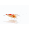 ChatGPT Image 16. 4. 2026, 10 25 22