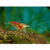 Kreveta - Golden Dragon/Red Calceo Orange Eyes