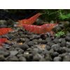 Kreveta - Caridina Super Red Tiger