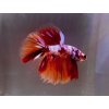 Bojovnica samec - Nemo Long Tail