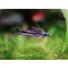 Pancierniček malý -Corydoras / pygmaeus