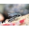 Pancierniček malý -Corydoras / pygmaeus