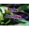 Pancierniček malý -Corydoras / pygmaeus