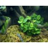 Anubias barteri 'Mini Coin'